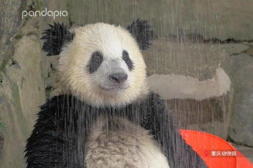 戴熊猫头套爆料娱乐圈,娱乐圈幕后故事大曝光