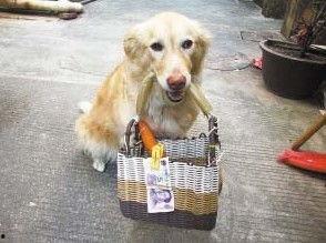 明星骚女狗,揭秘娱乐圈中的另类宠儿